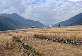 Down To Earth